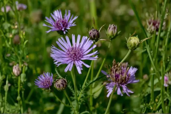 Chicory with blue flowers