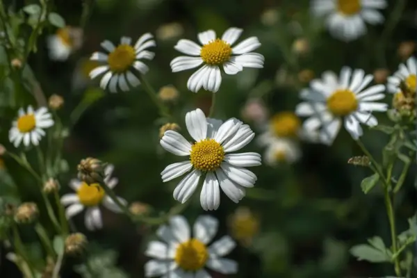 Feverfew white daisy-like flowers