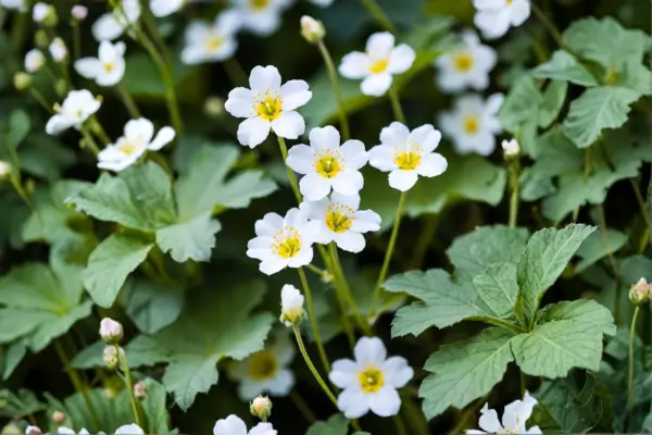 Marshmallow plant with pale pink flowers