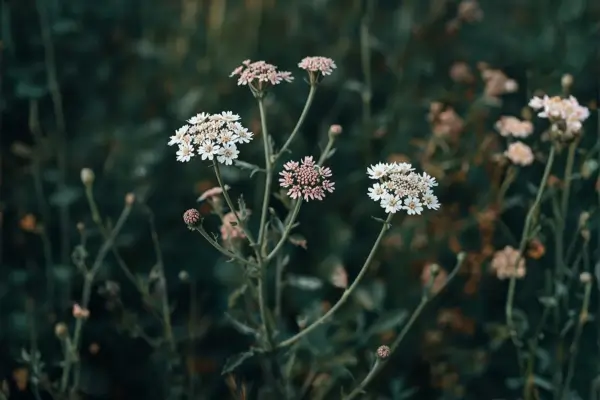 Yarrow white flower clusters