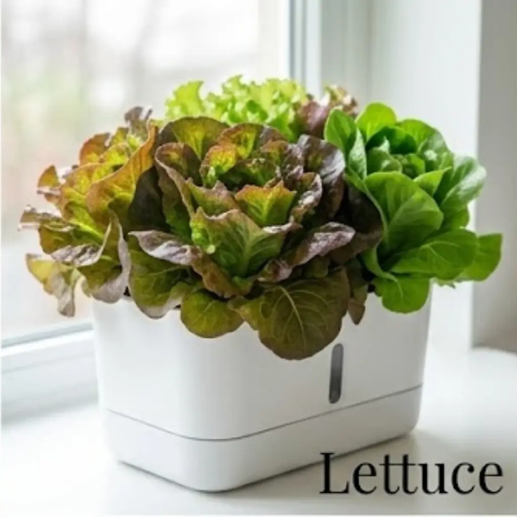 Lettuce growing indoors