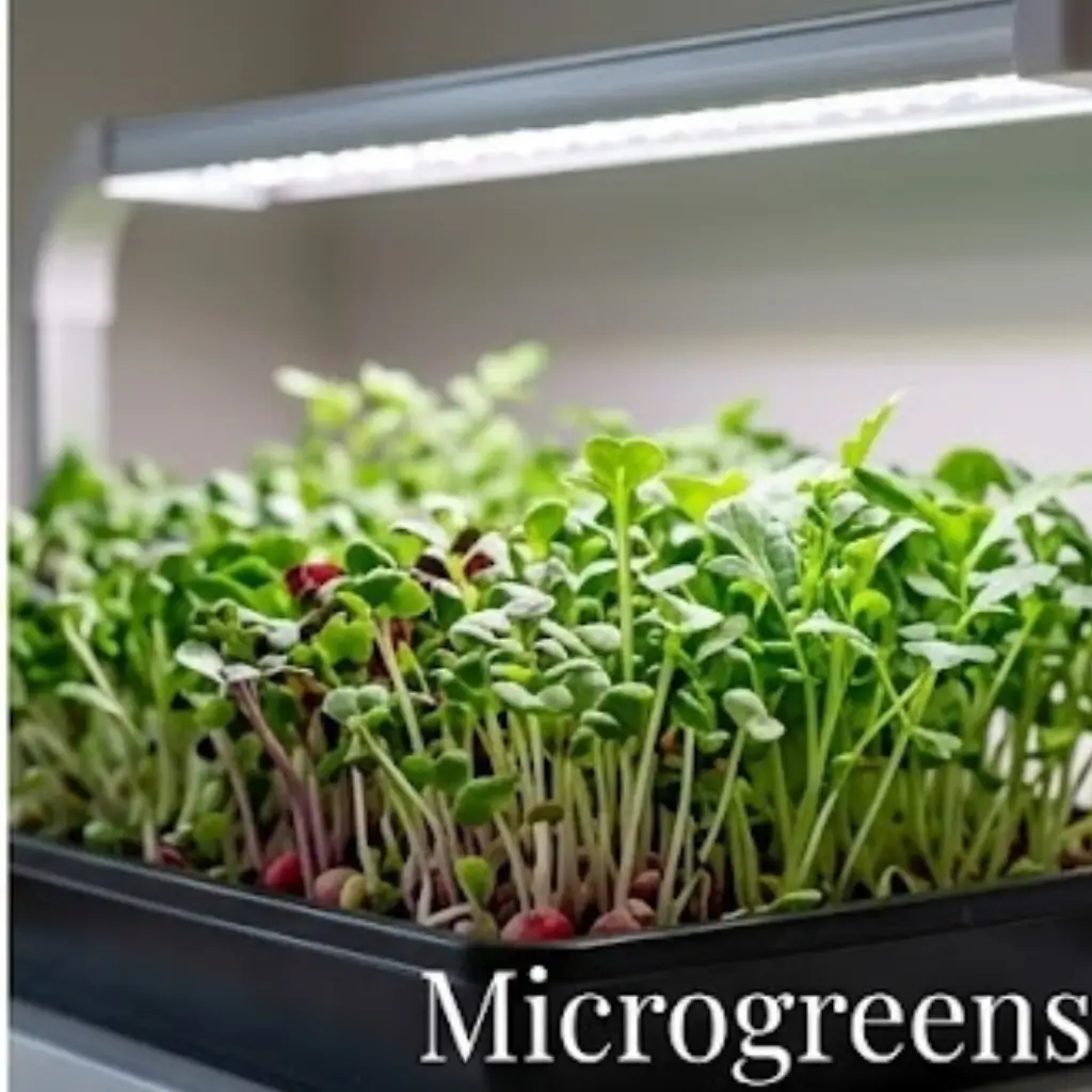 Fresh microgreens