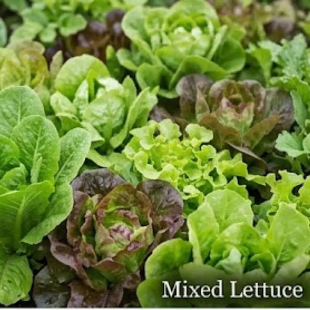 Mixed lettuce varieties