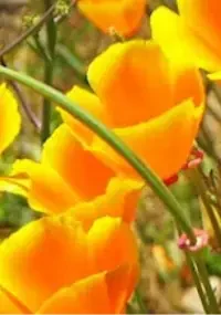 10. California Poppy