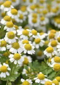 3. Feverfew