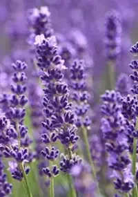 4. Lavender