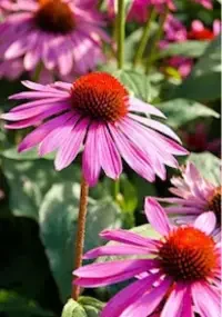 5. Echinacea