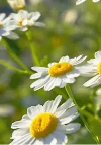 7. Chamomile