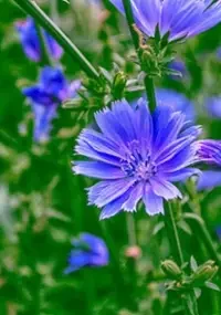 8. Chicory