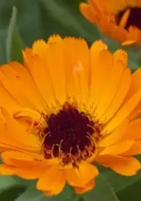9. Calendula